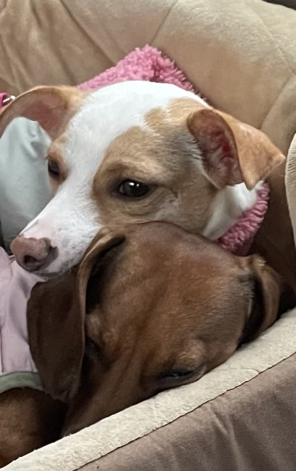 A chiweenie resting its head on a sleeping dachshund
